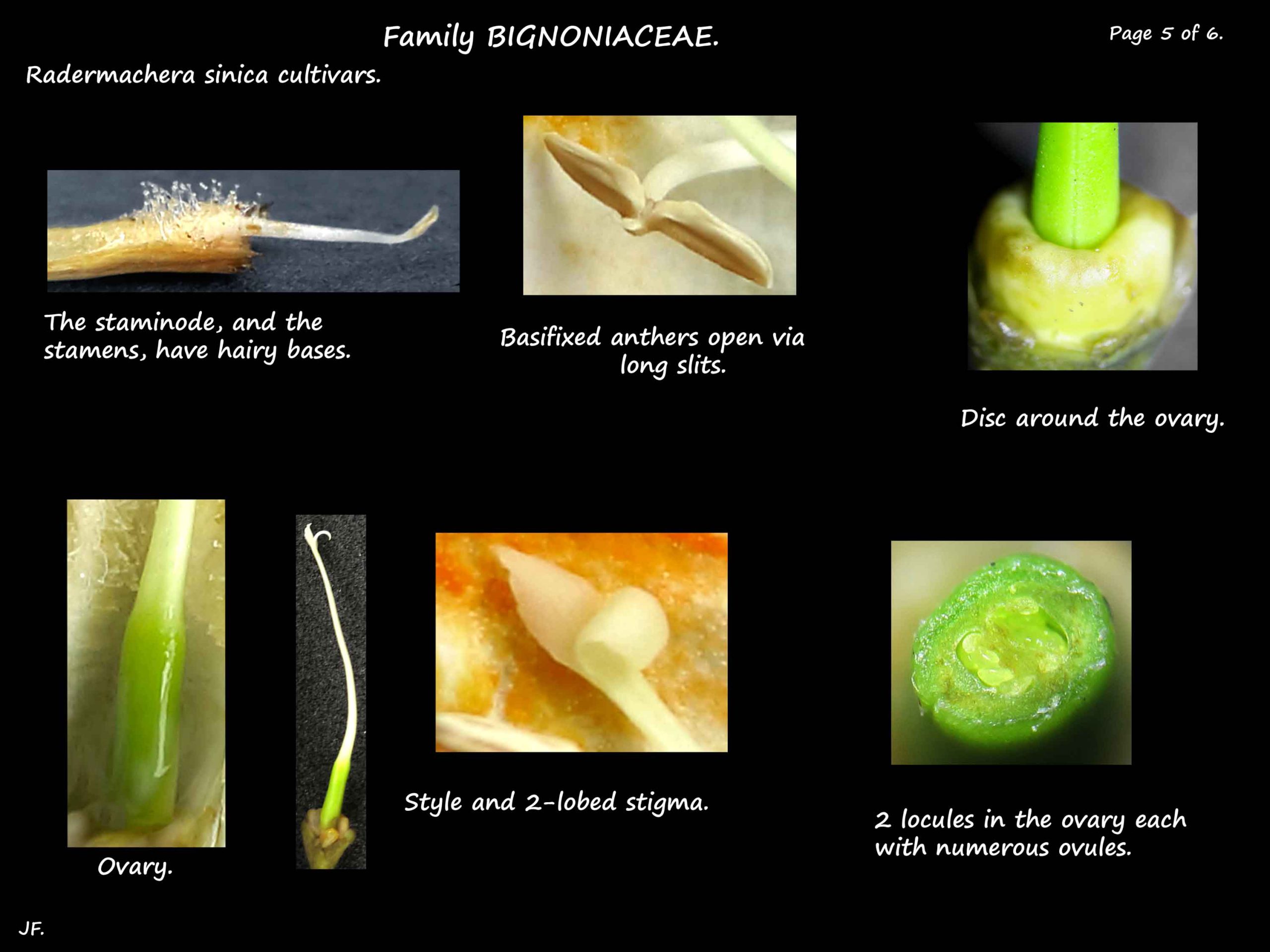 5 Radermachera cultivar anther & ovary